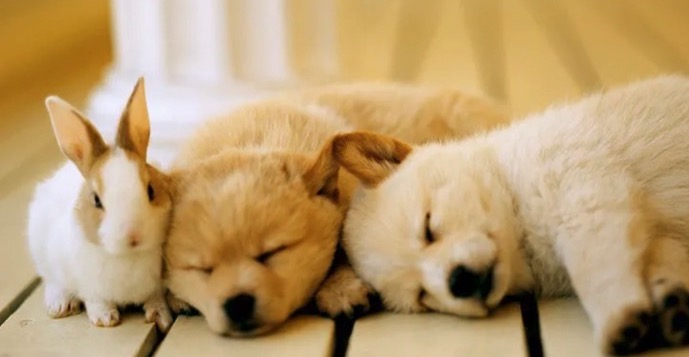 にじの橋舎 神戸住吉ペット霊園